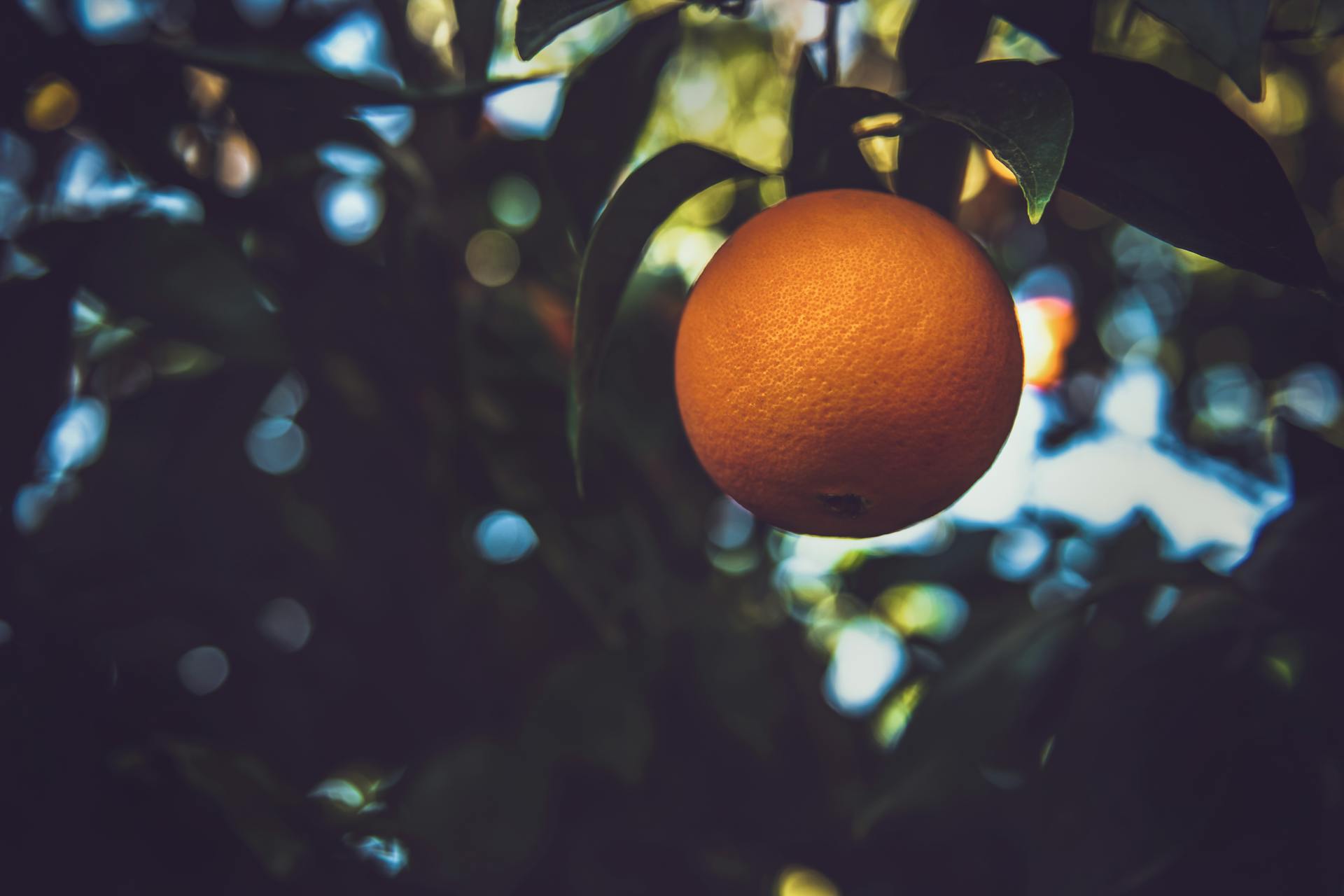 Photo d'une orange avec des feuilles.